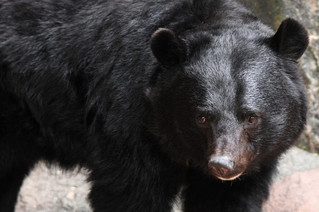 【熊害】自衛隊の5・56mm小銃でクマを駆除するのは困難…専門家「アメリカ軍の特殊部隊が3人1組で立ち向かってもクマには勝てない」