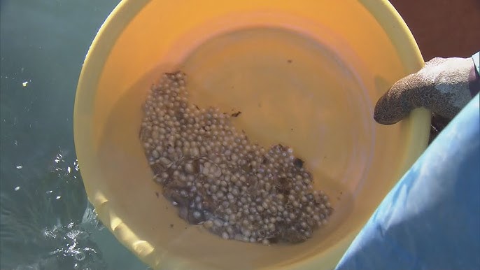 【三重】英虞湾で真珠を取り出す“浜揚げ作業”最盛期 アコヤガイの身をミキサーに…作業繰り返すと5ミリほどの真珠 今シーズンは｢層は薄いものの形はよい｣ 三重・志摩市