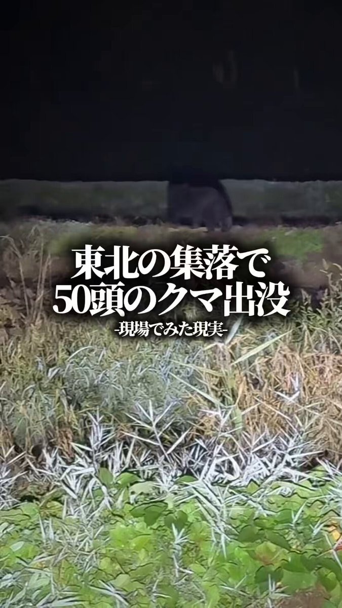 【クマ】東北の集落で、夜に“50頭のクマ”を確認。生配信中では41頭、その瞬間を、12万人がリアルタイムで目撃しました