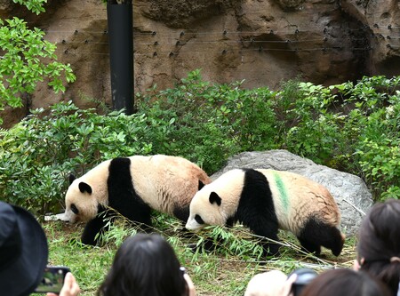 【パンダ】《53年間の歴史を刻んだ日本のパンダ飼育》途切れる可能性が…東京都は引き続き受け入れ希望を表明