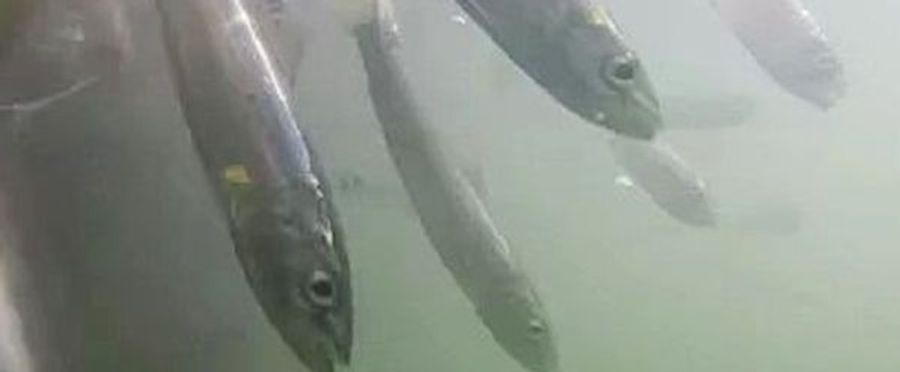 トラウトサーモン6600匹が全て死ぬ