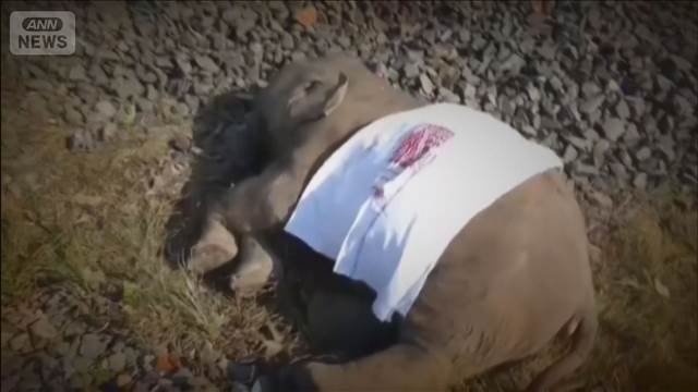 【インド】ゾウ大群に列車突っ込み脱線　けが人なくも7頭死ぬ　運転士「100頭ほどいた」