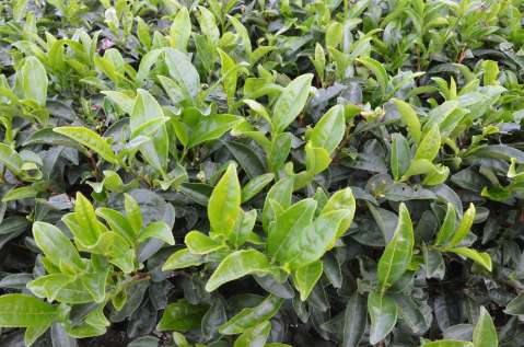 秋冬番茶が異例の急騰―価格前年比7倍 世界的抹茶ブームのあおりも…鹿児島