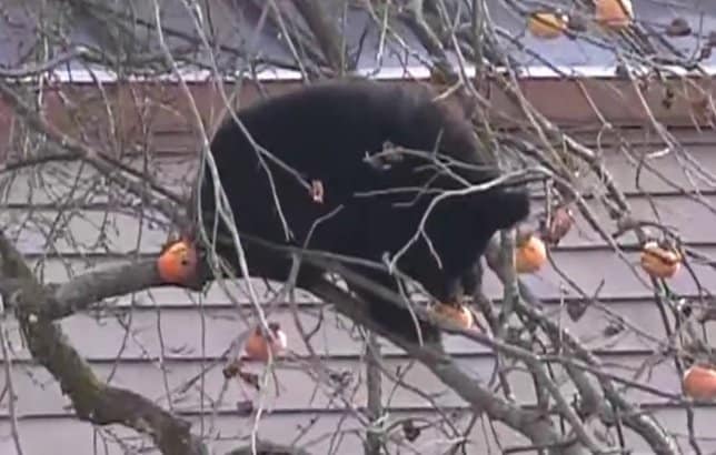 【（・(ｪ)・）】「おそらく冬眠の仕方がわからない」クマが住宅敷地内の柿の木に出没…7時間超も居座り柿むさぼり食べる　福島・北塩原村