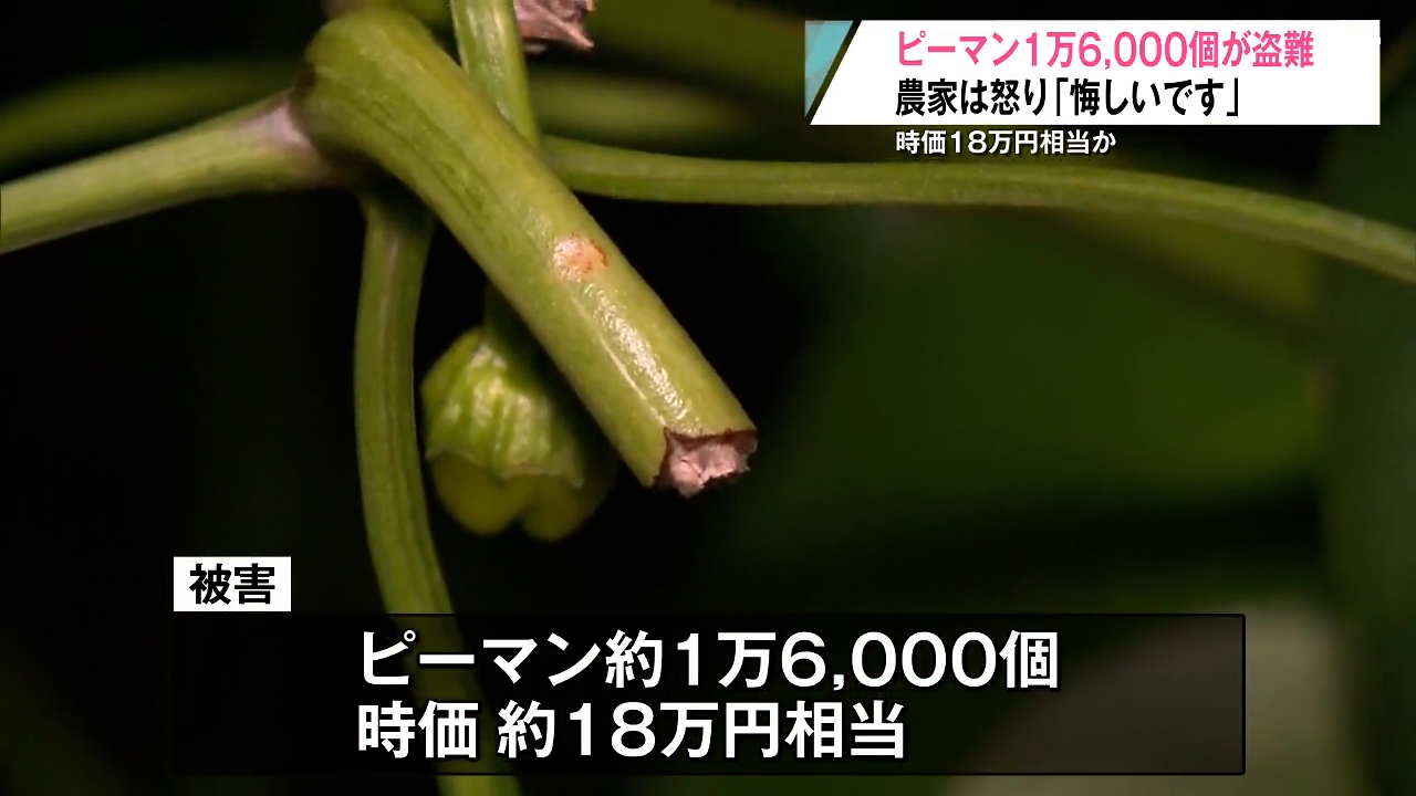 【青森】「悔しいです…」畑からピーマン1万6,000個が盗まれ農家憤り 去年も苗が被害に 八戸市