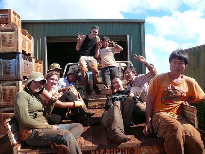 日本人の若者のワーホリ、オーストラリアではマレーシア人や韓国人に顎で使われる最下層だった…