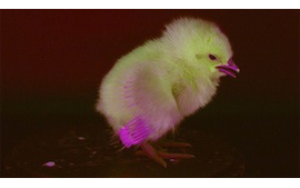 🐣お尻をカメラにかざすとＡＩがヒヨコの雌雄判別…専門技術「肛門鑑別法」持つ人材不足を懸念