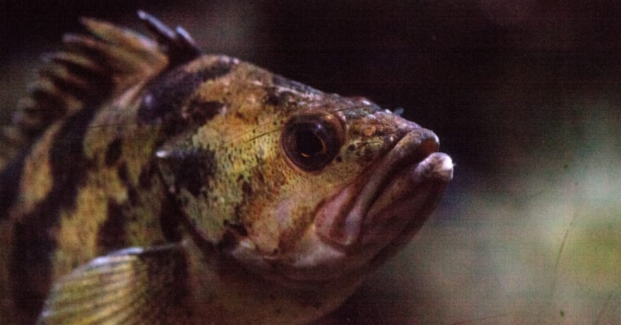 【🐟】雄メバルは「鳴いた」後、雌に「おしっこ」をかけて求愛していた