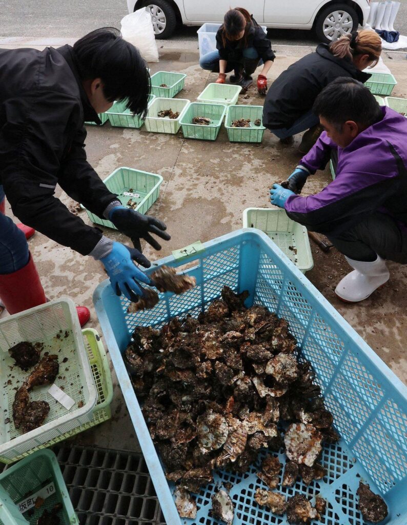カキ大量死、瀬戸内海沿岸に被害広がる　全国生産の8割占めるエリア