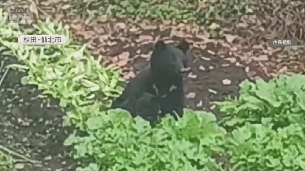 【北海道】ヒグマ駆除、命がけでも日当9000円　ガソリン代などで赤字に　それでも「誰かがやらねば」