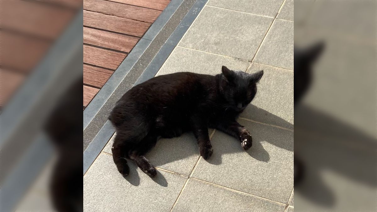 【ほぼ仙台】クマらしき個体の目撃情報→警察が防カメ確認「大きめの猫でした」ヽ(・ω・)/ｽﾞｺｰ　宮城県多賀城市