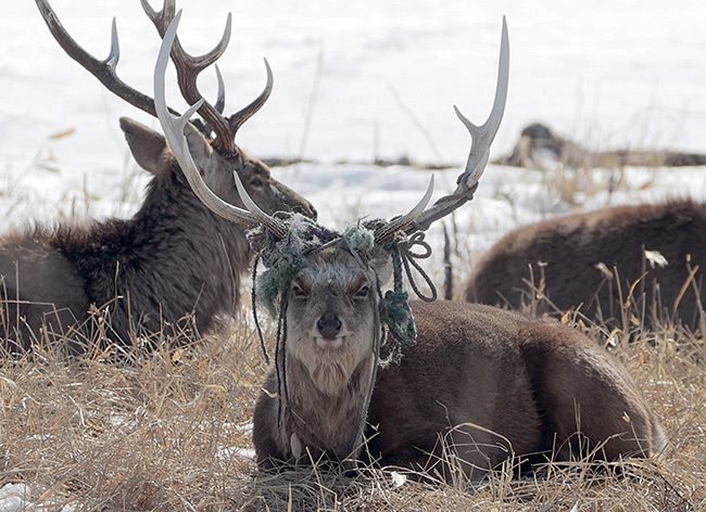 札幌の市街地に身長200cmの角のあるエゾシカ2頭が襲来