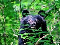 【（・(ｪ)・）】ツキノワグマ襲撃による死亡事件「攻撃性の高さ」に専門家も驚愕　 「人食いグマ」の連鎖を止めるには
