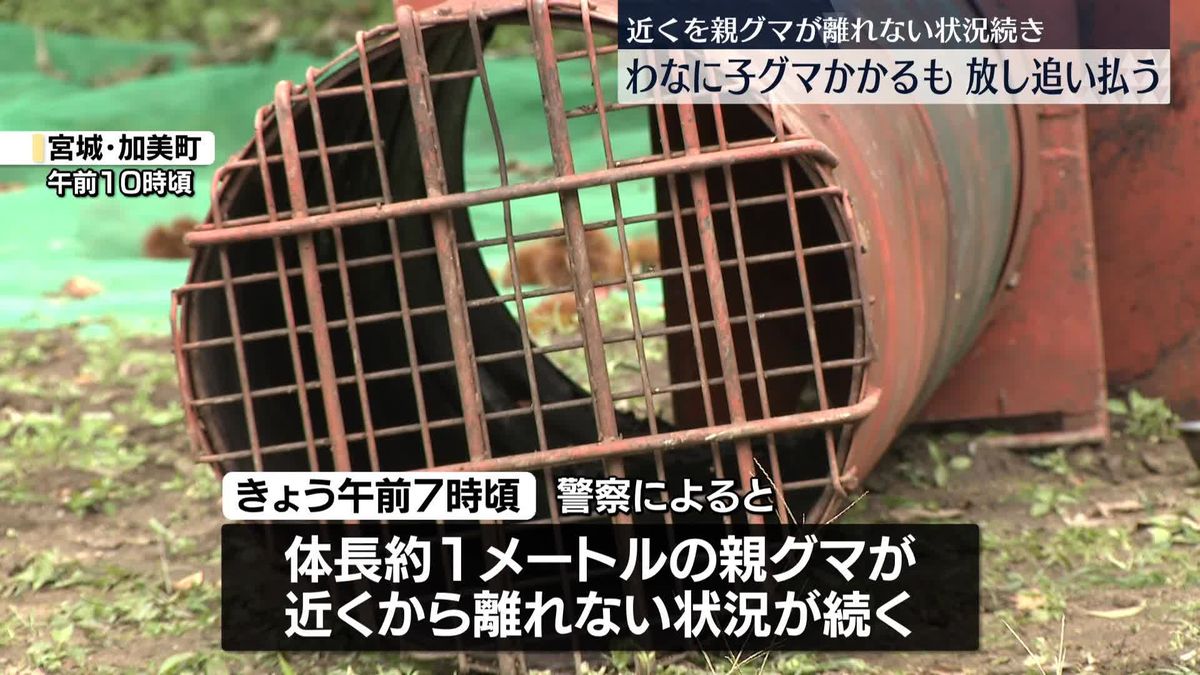 【宮城】わなに子グマかかるも放して追い払う　近くを親グマが離れない状況続き…加美町