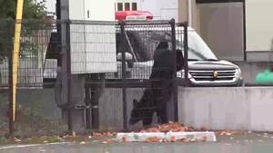 【（・(ｪ)・）】「食べるために狙うという発想を持ってしまう」クマの専門家が警鐘「完全にフェーズ変わった」　犠牲者相次ぐ事態　岩手