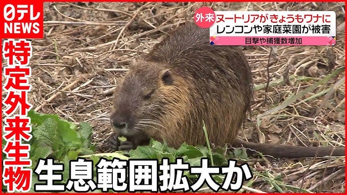 ヌートリア、人が食べて駆除する作戦に