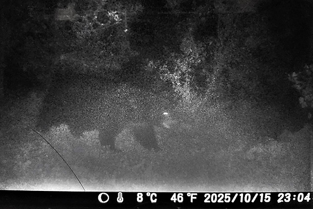 【山形】クマのしわざか　畑のリンゴ５０キロ、食い荒らされる