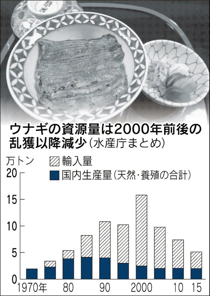 【スーパーで売られているウナギにも】密輸された稚魚が香港を経由して中国で養殖され、日本に輸入されている可能性もあるのだとか
