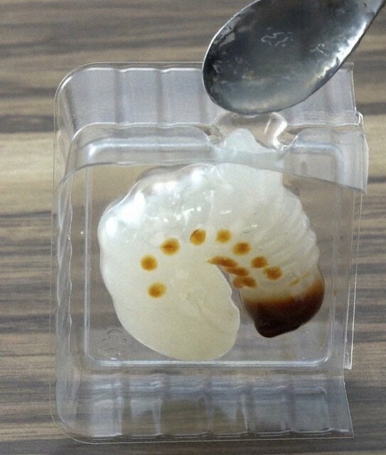 【インパクト抜群】「リアルで面白い」　幼虫形ゼリー菓子、ダメ出し一転大ウケ