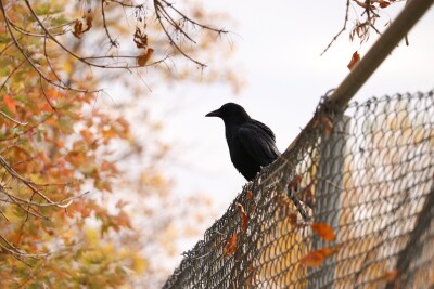 「中国人はカラス食べる」と捏造、日本の番組が放送倫理違反＝中国ネット「日本は捏造ばかり」 →？