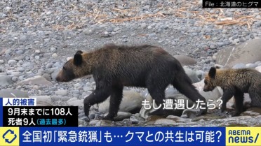 【(・(ェ)・)】「人を食べる習慣を持つクマが増えている」全国的に増えるクマの人的被害「明らかに局面変わった」 市街地中心部にも出没