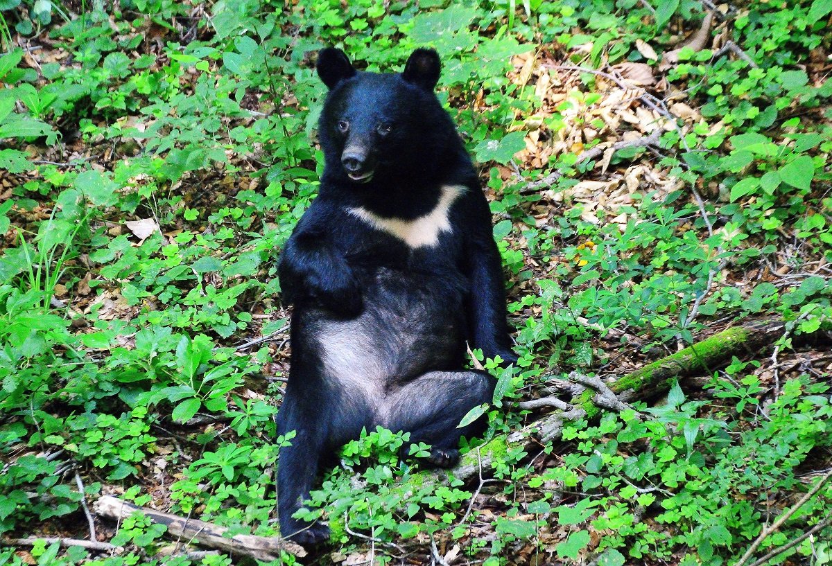 【社会】クマは「コメの味」を覚えて住宅に侵入か エサは米ぬか イノシシ用「ワナ」にかかるクマを駆除できない悪循環