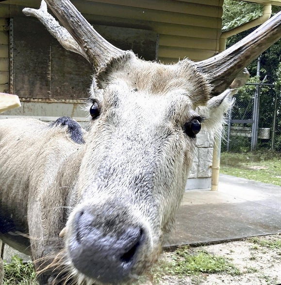 【動物】野生で絶滅した「神の使い」シフゾウ、国内動物園わずか3頭に…輸入制限などで「いなくなる日が近づく」