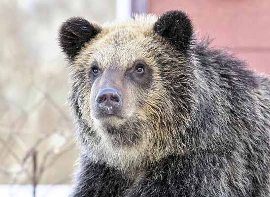【クマ】小樽商科大キャンパスにヒグマか、学生がテニスコートで糞発見…学生らに注意呼びかけ