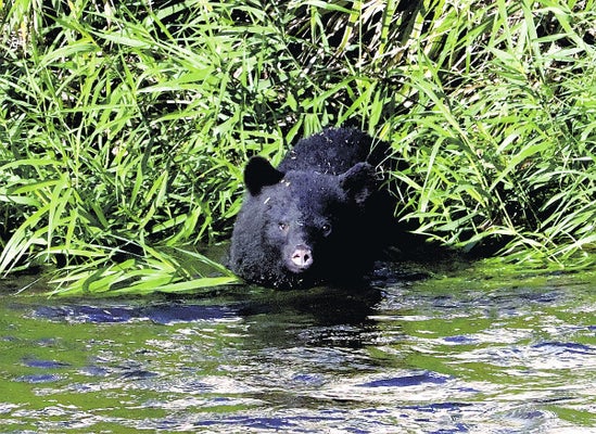 【文部科学省】クマ出没、「登下校の留意点」「侵入時の対応」など全国の教育委員会に通知へ