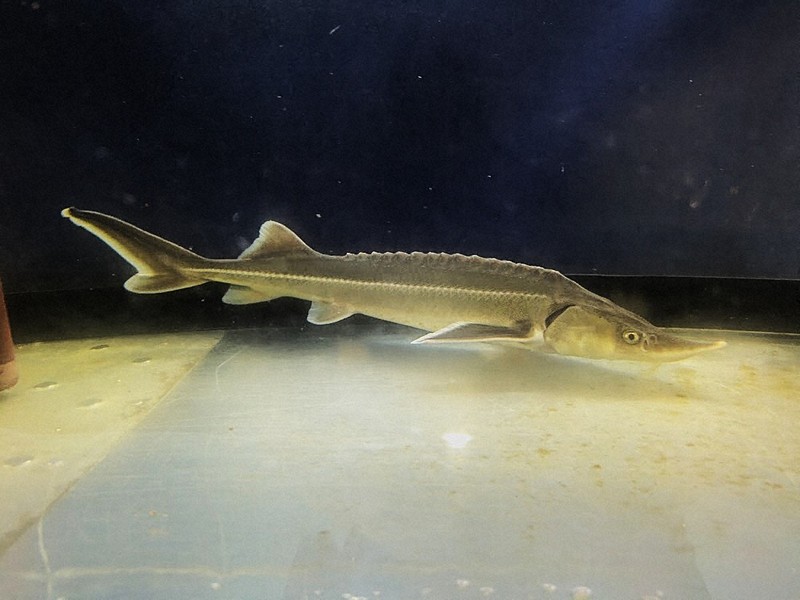 「キャビア」を東京の新たな特産品に　イセエビ減り、コチョウザメに活路