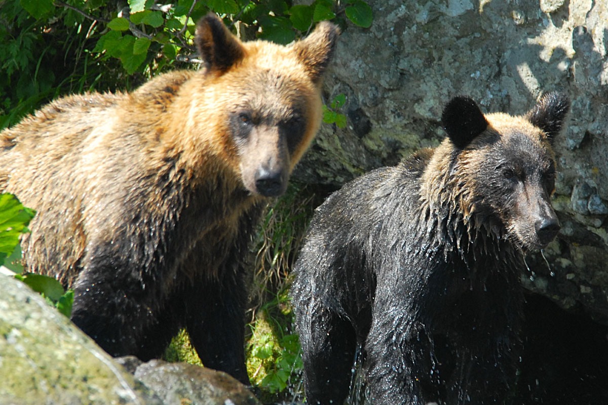【クマが生息している首都】東京・西多摩でも相次ぐクマの目撃情報　他の動物との見間違い？