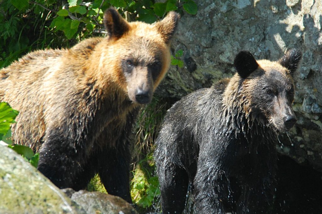 【クマが生息している首都】東京・西多摩でも相次ぐクマの目撃情報　他の動物との見間違い？