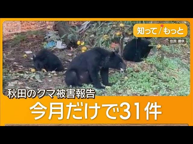 【佐竹氏】秋田県前知事「クマ対策の専門部隊を」緊急銃猟も限界