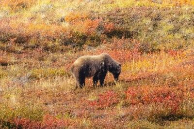 【レコチャイ】日本でクマ被害相次ぐ、中国ネット「全部射殺すればいい」「クマは頭いいから」「クマの手を中国に輸出したら」