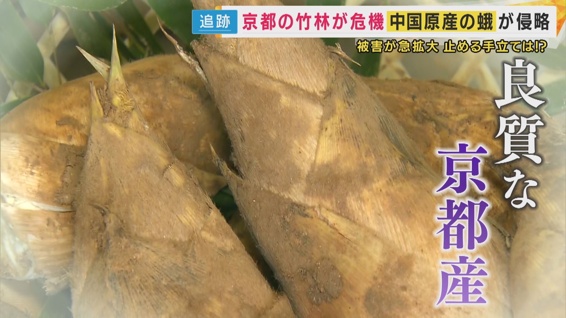 【京都】タケノコが大ピンチ!中国産の蛾“シナチクノメイガ” 幼虫が竹に寄生し葉を食べ弱らせる「今年は異常な大不作」