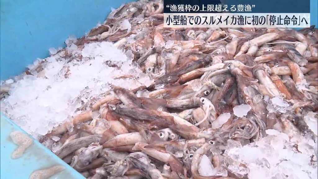 【くコ:彡】スルメイカ漁に初の停止命令 漁獲枠上限超えで 水産庁