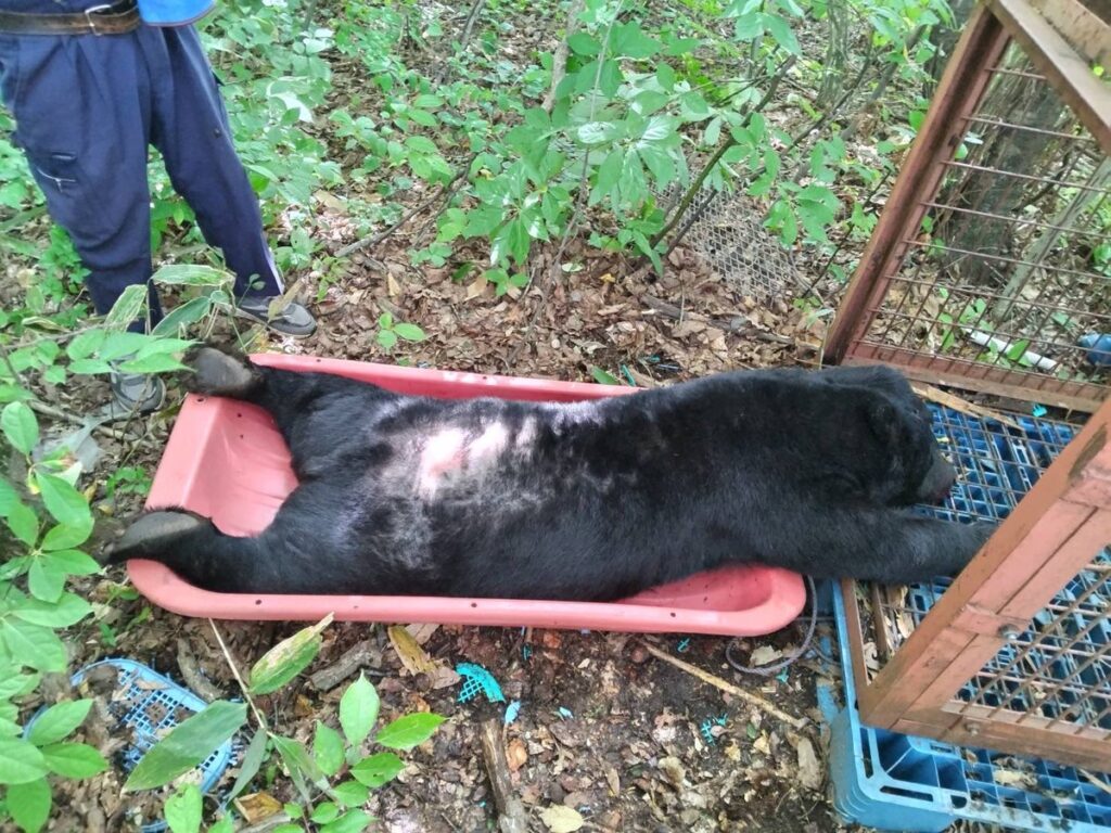 【悲報】猟友会「町議から謝罪があれば積丹町に即出動します」