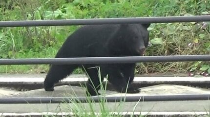 【山形】南陽市職員がクマに襲われケガ 折れた柿の木を警戒中に突然現れる