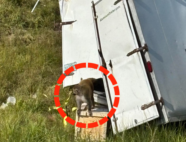 【国際】 高速道路でトラック横転、ウイルス感染の恐れある実験用サルが脱走 /米ミシシッピ州