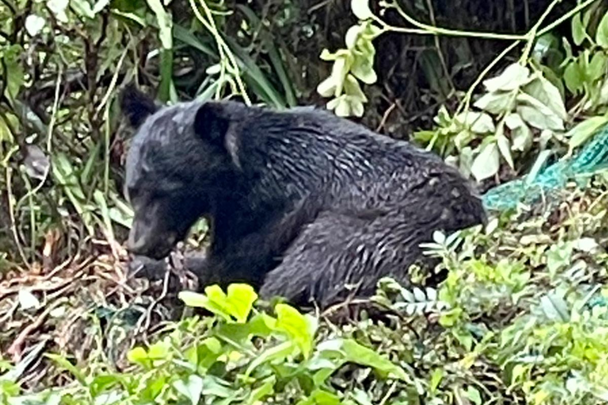「クマだって人間を避けて生きたいんだ」　“餌得られる山に”  神奈川の猟師たちが奔走