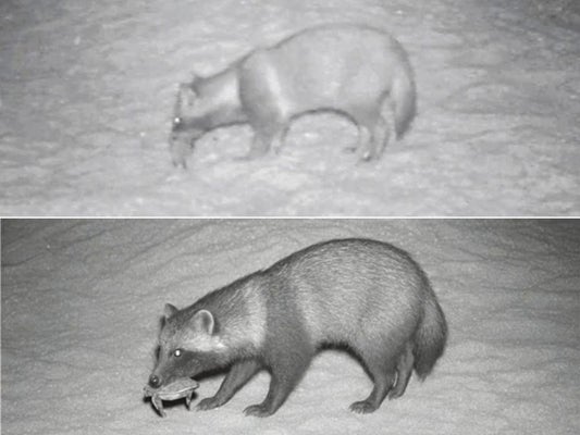 【共同通信】生成ＡＩで加工の「子ガメをくわえるタヌキ」の写真を配信取り消し…加盟社の指摘で判明　屋久島うみがめ館提供