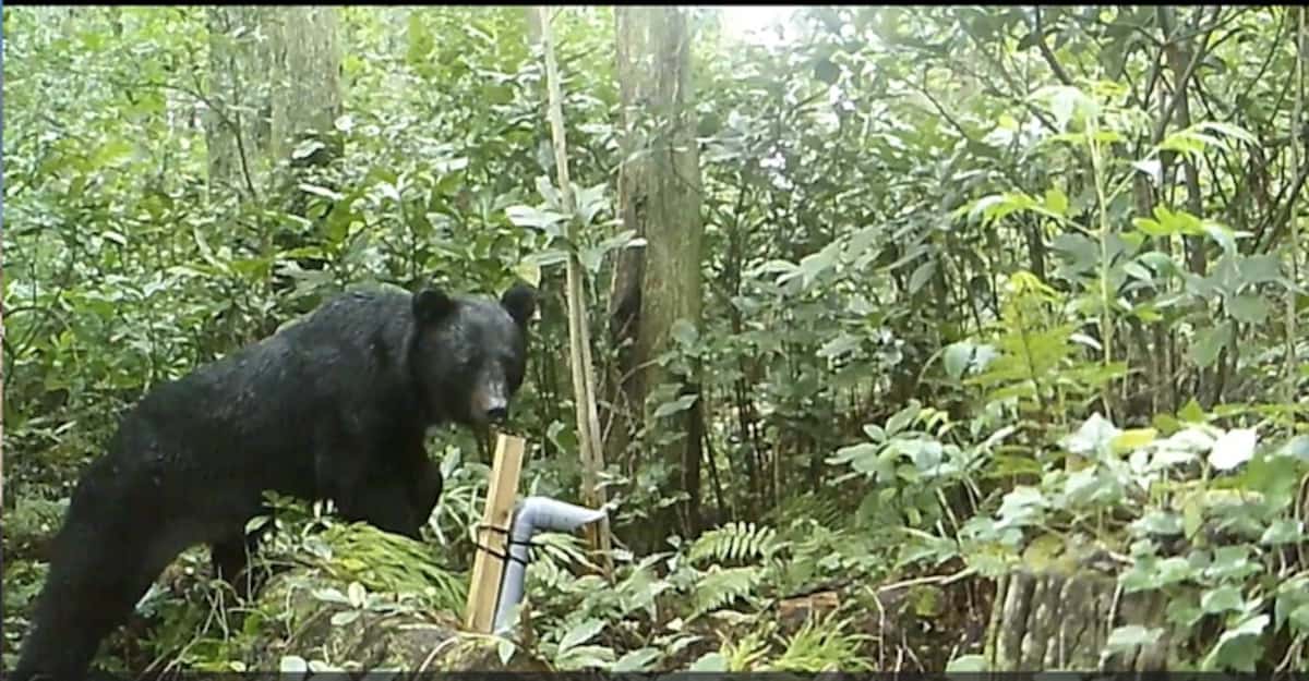 「関門海峡突破させるな」クマの生息域拡大に警戒の声　九州で絶滅も山口県多数目撃