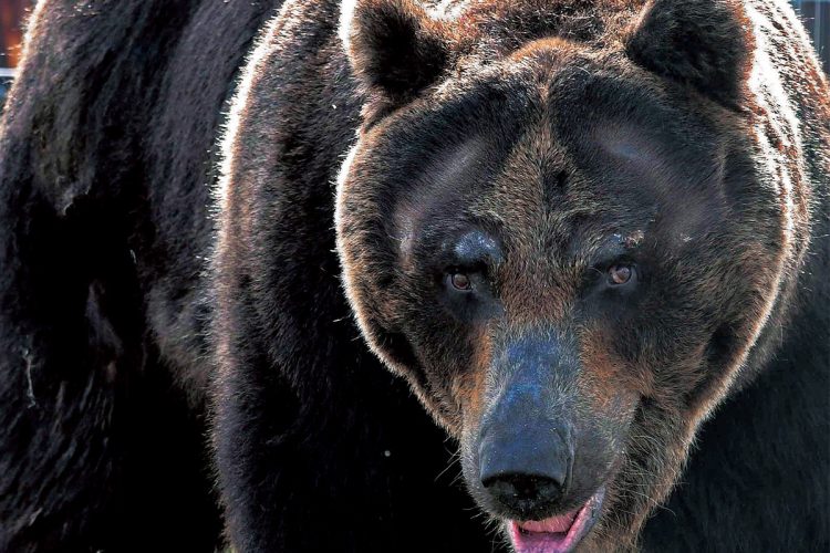 【かつてのクマとはまったく違う】「アーバン熊」は肉食に進化した“新世代の熊”、「狩りが苦手で主食は木の実や樹木」な熊を変えた「熊撃ち禁止令」とは