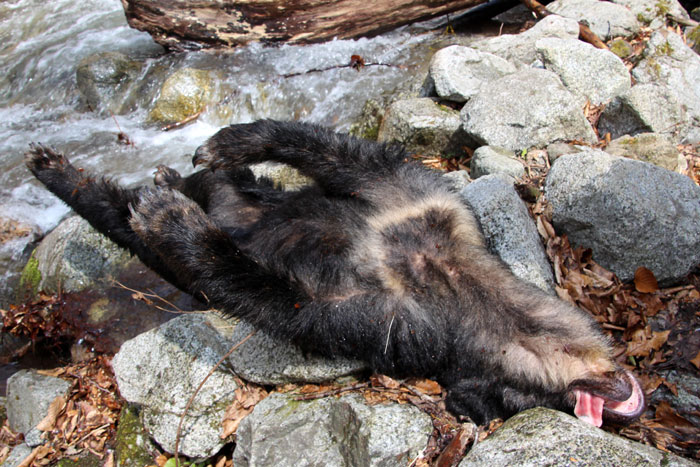 【青森】十和田でクマに襲われる    キノコ採りの男性が顔面に怪我