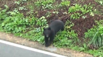 【山形】迫りくるクマを撮影　クマは音もなくあっという間に近づいてくる　ゆうゆうと音もなく、そして速い…その様子を見てほしい