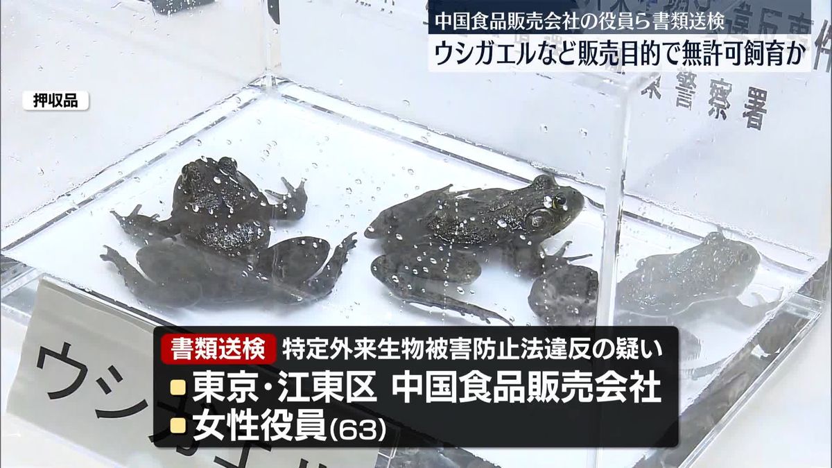 ウシガエルなど販売目的で無許可飼育か　中国食品販売会社の役員ら書類送検