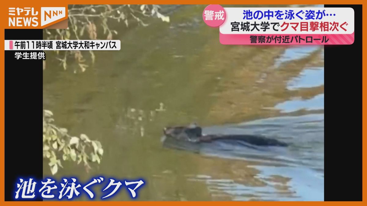 【動画】「襲われたら怖い」池の中を泳ぐクマの姿…宮城大学大和キャンパスでクマの目撃情報相次ぐ