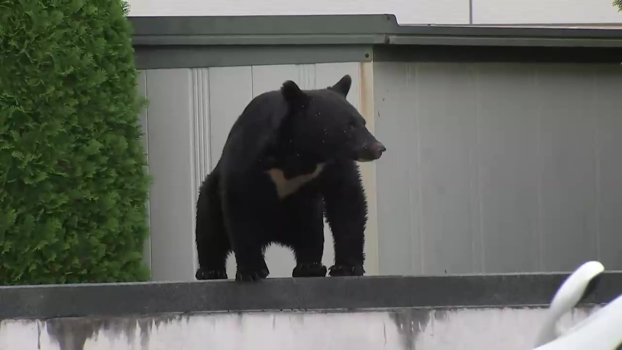 【岩手】「麻酔の吹き矢」の人的態勢強化へ　盛岡市長が吹き矢を使った捕獲重視を示す　中心部などにクマの出没相次ぐ