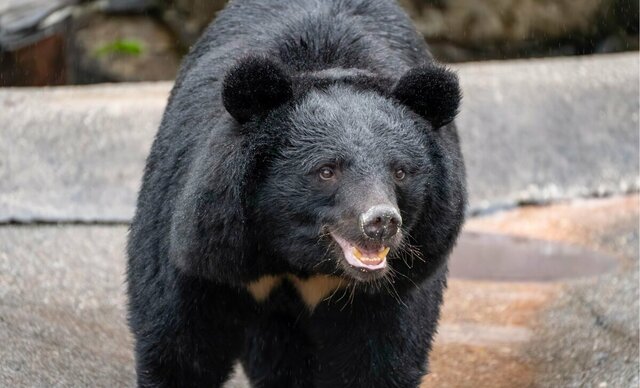 【岩手】北上市の母親「子どもと外遊びもできず“クマうつ”になりそう」　相次ぐクマ出没、親たちの悲痛な声