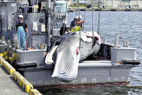 ミンククジラが５年ぶり２０頭超え、脂乗りも良好…再開７年目の道東沖の商業捕鯨